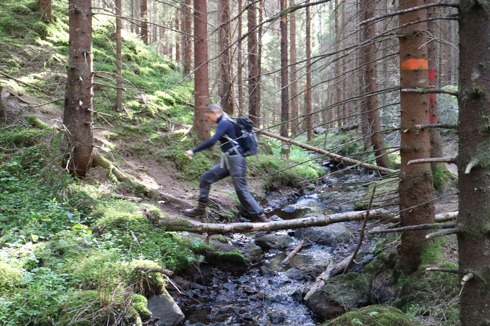 Glaskogen i solnedgång